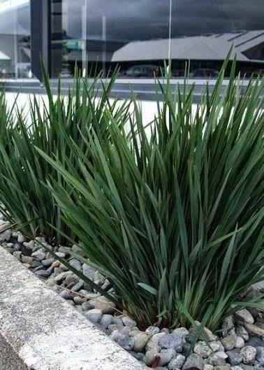 Dianella 'Baby Bliss'