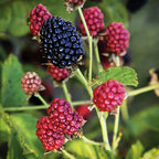 Rubus 'Baby Cakes'