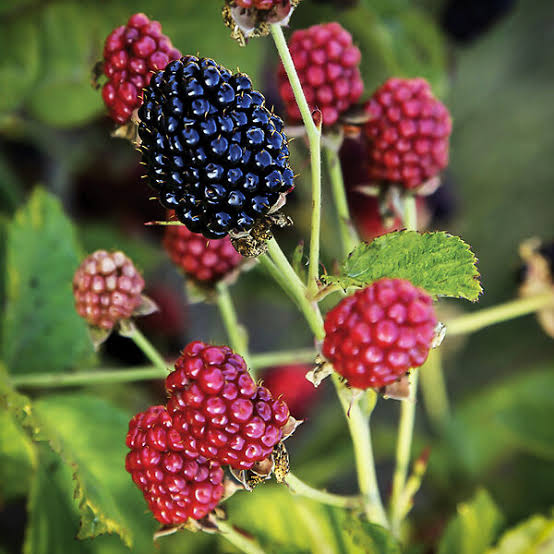 Rubus 'Baby Cakes'