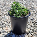 Baccharis pilularis 'Twin Peaks'