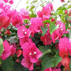 Bougainvillea 'Barbara Karst'