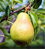 Pyrus communis 'Bartlett'