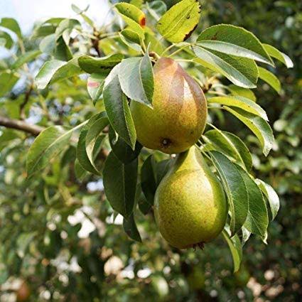Pyrus communis 'Bartlett' (ultra-dwarf form)