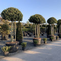 Laurus nobilis (multi-stem form)