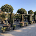 Laurus nobilis (multi-stem form)