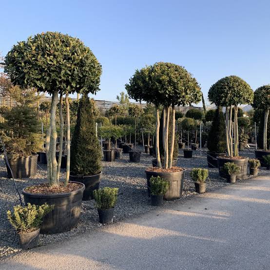 Laurus nobilis (multi-stem form)