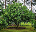 Citrus × latifolia 'Bearss' (decorative form)