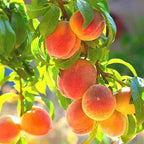 Prunus persica 'Belle of Georgia'