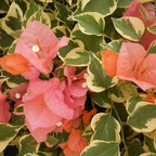 Bougainvillea 'Bengal Orange'