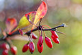 Berberis thunbergii 'Atropurpurea'