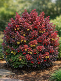 Berberis thunbergii 'Concorde'