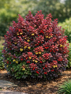 Berberis thunbergii 'Concorde'