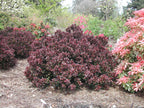 Berberis thunbergii 'Crimson Pygmy'