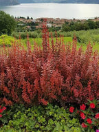 Berberis thunbergii 'Orange Rocket'