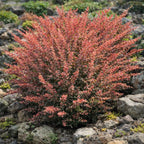 Berberis thunbergii 'Rose Glow'