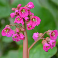 Bergenia cordifolia 'Winter Glow'