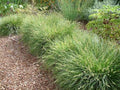 Carex tumulicola