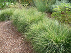 Carex tumulicola