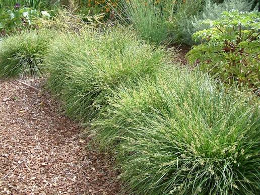 Carex tumulicola