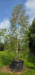 Betula alba (standard form)