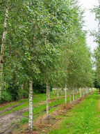 Betula pendula