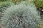Festuca glauca 'Beyond Blue'
