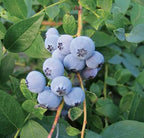 Vaccinium × 'Biloxi'