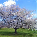 Prunus avium 'Bing'