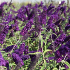 Buddleja davidii 'Black Knight'
