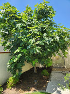 Ficus carica 'Black Mission'
