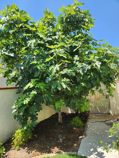 Ficus carica 'Black Mission'