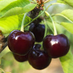 Prunus avium 'Black Tartarian'