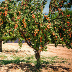 Prunus armeniaca 'Blenheim'