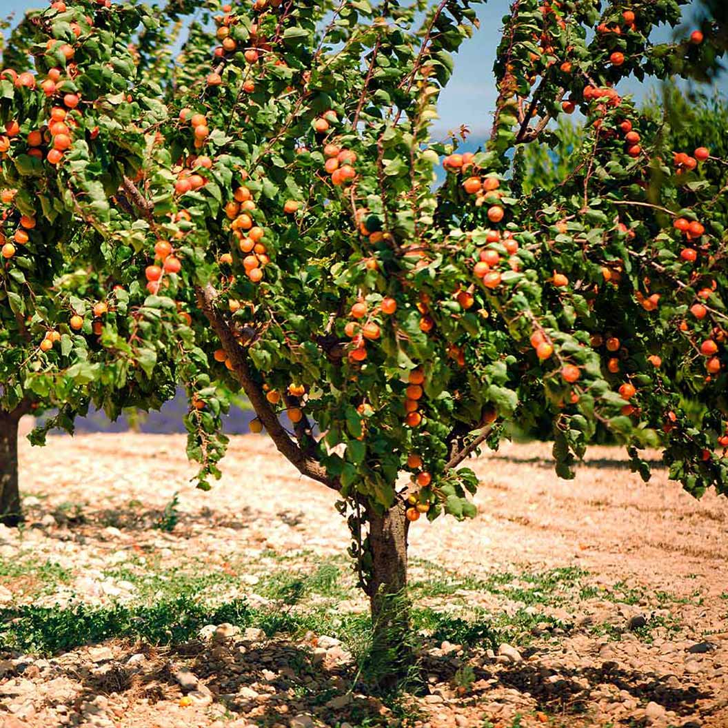 Prunus armeniaca 'Blenheim'