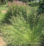 Bouteloua gracilis 'Blonde Ambition'