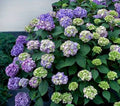 Hydrangea macrophylla 'BloomStruck'
