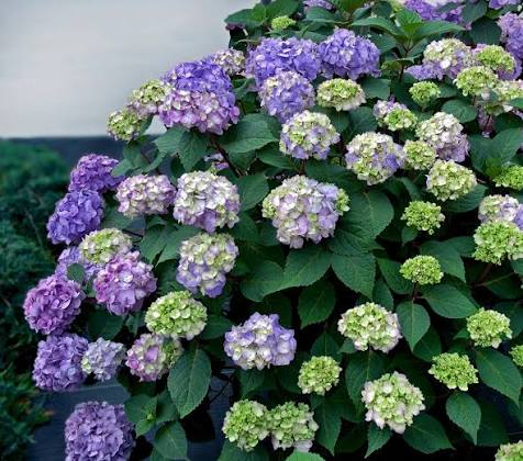 Hydrangea macrophylla 'BloomStruck'