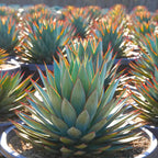 Agave 'Blue Glow'