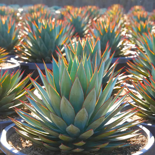 Agave 'Blue Glow'
