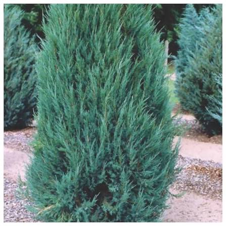 Juniperus scopulorum 'Blue Arrow'