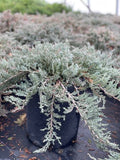 Juniperus horizontalis 'Blue Chip'