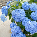 Hydrangea macrophylla 'Blue Jangles'