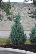 Juniperus chinensis 'Blue Point'