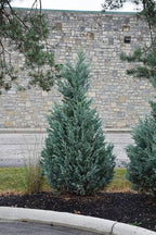 Juniperus chinensis 'Blue Point'