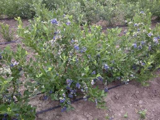 Vaccinium corymbosum 'Bluecrop'