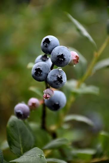 Vaccinium corymbosum 'Blueray'