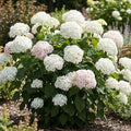 Hydrangea macrophylla 'Blushing Bride'