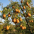 Pyrus communis 'Bosc'