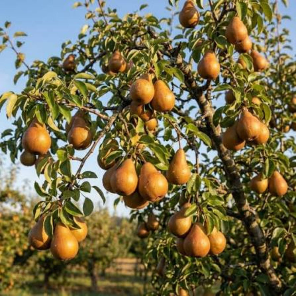 Pyrus communis 'Bosc'