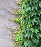 Parthenocissus tricuspidata